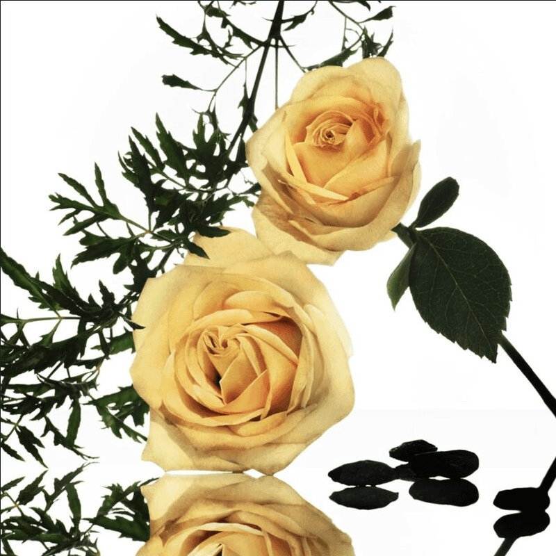 Narciso Rodriguez Musc Collection - Rose Epicee EDP Intense 100 ml